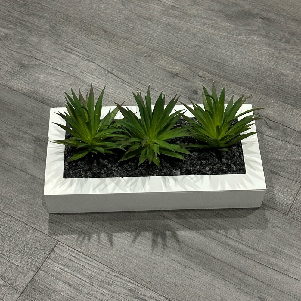 Real living zen retreat succulent decor